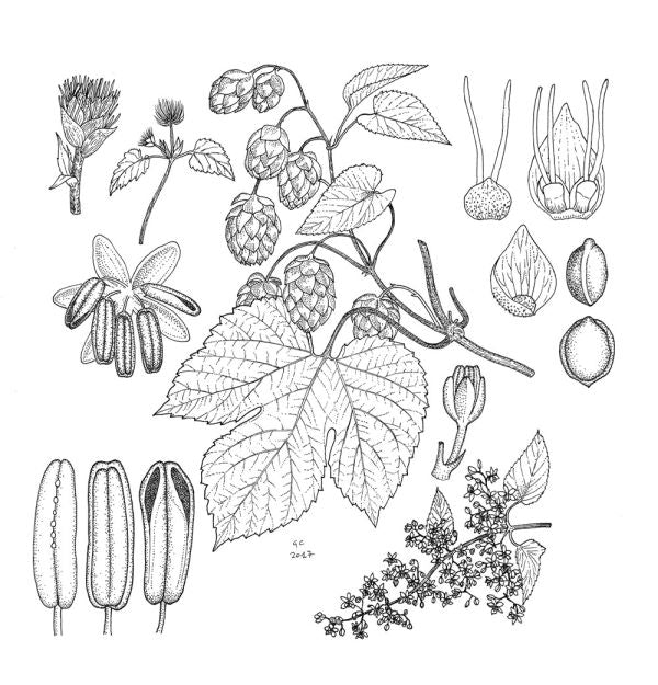 The Botany of Beer main image 1
