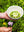 presentation image