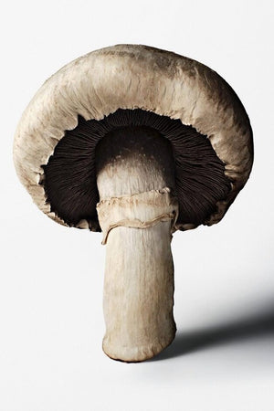Book cover: The Gourmand's Mushroom