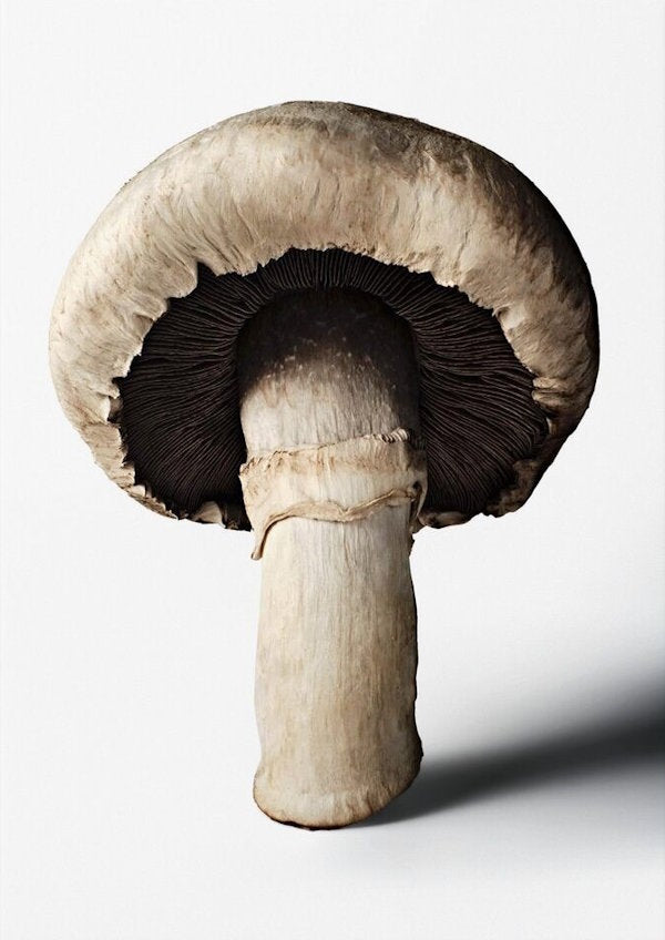 Book cover: The Gourmand's Mushroom