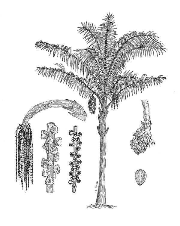Presentation image