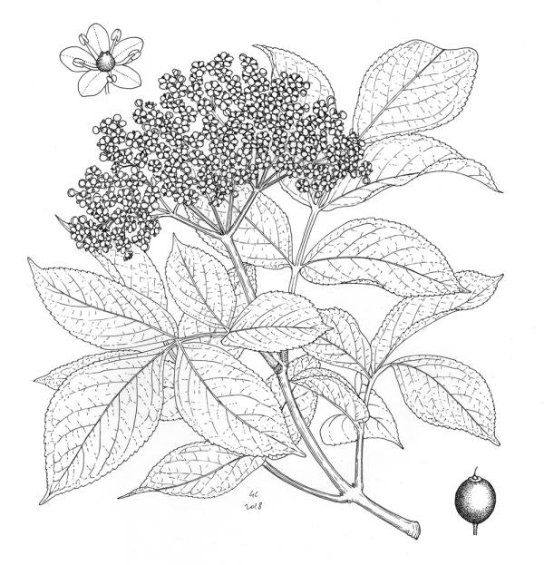 Presentation image