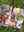 Presentation image