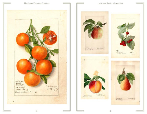 Presentation image