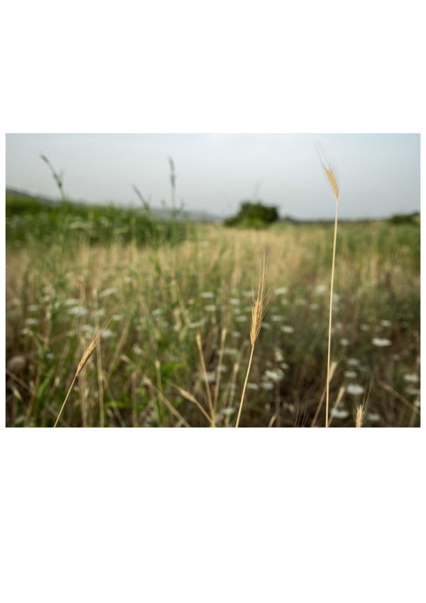 Presentation image