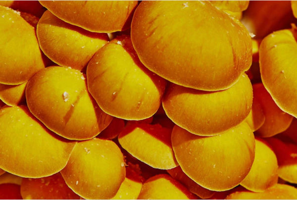 Presentation image