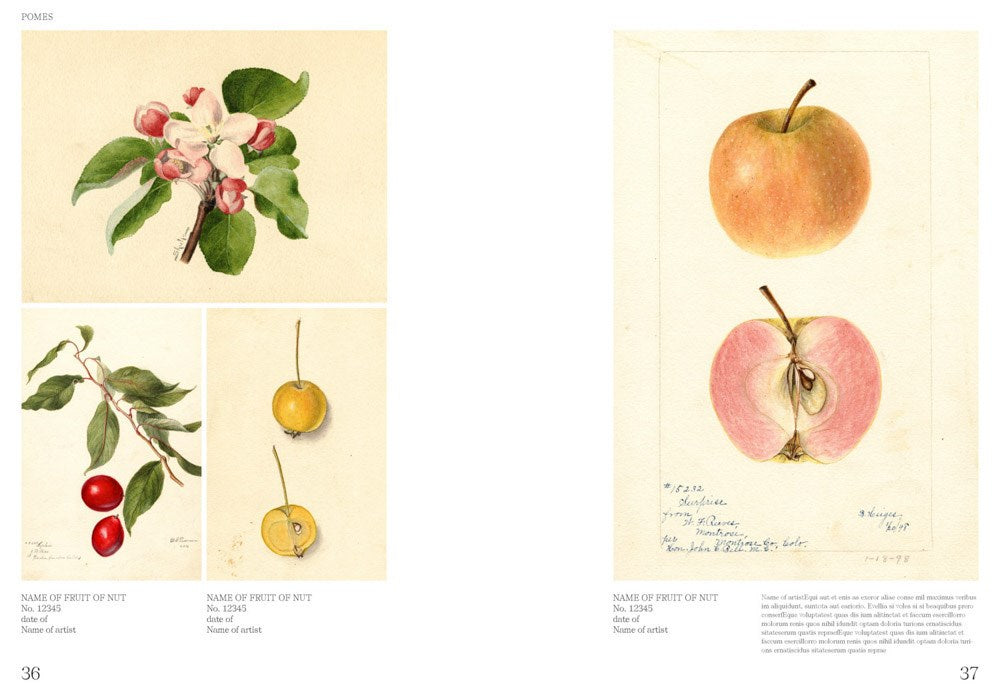 An Illustrated Catalog of American Fruits & Nuts Kitchen Arts & Letters