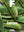 Book Cover: Magazine F: Bean Issue 11