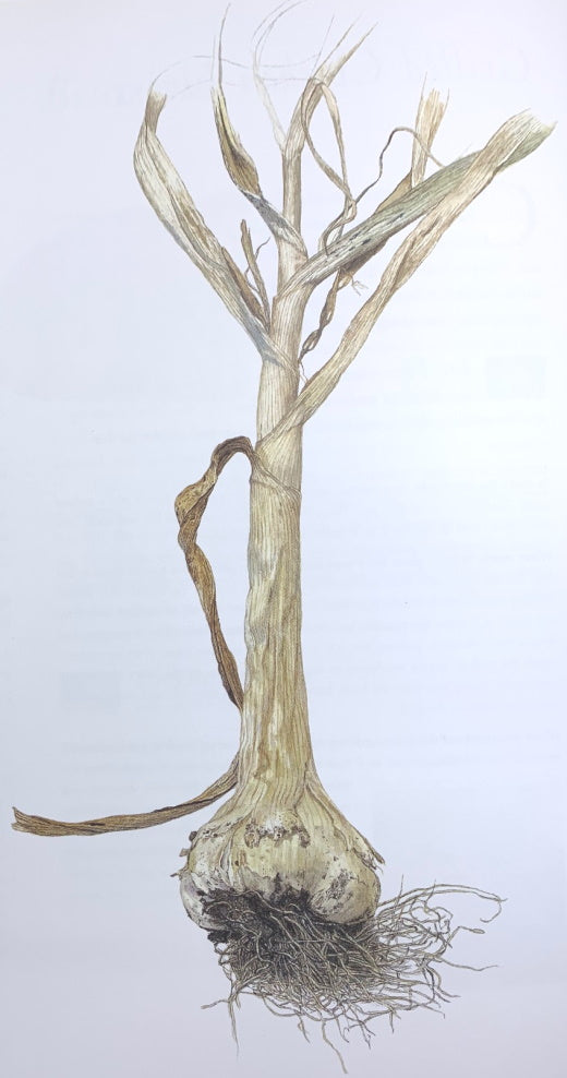 Presentation image